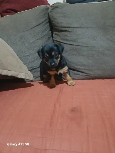 Filhotes de cachorros pinsher lindos ja comem ração muitos espertos correm Brincam