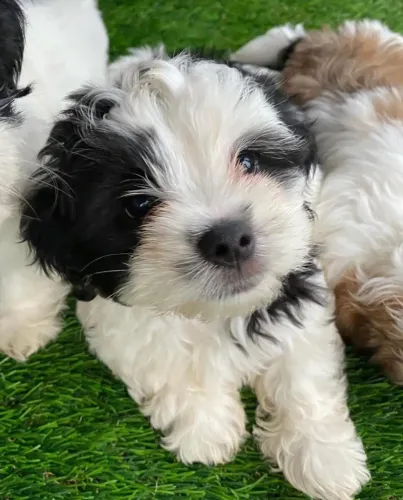 Filhotes de Shih Tzu | Filhotes que conquistam olhares!