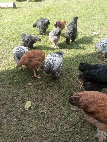 Brahmas 