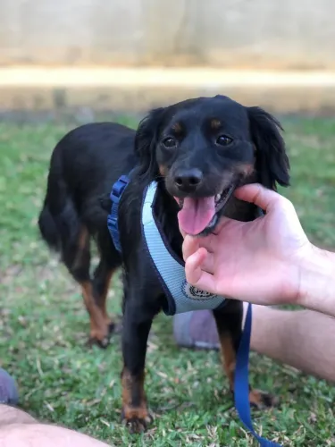 Doa-se cachorro macho castrado 