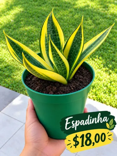 Plantas
