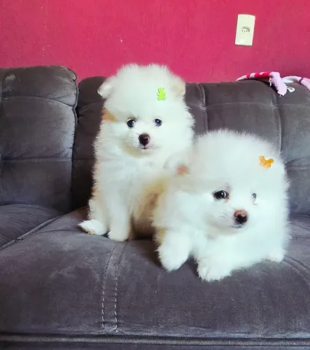 LULU DA POMERANIA
