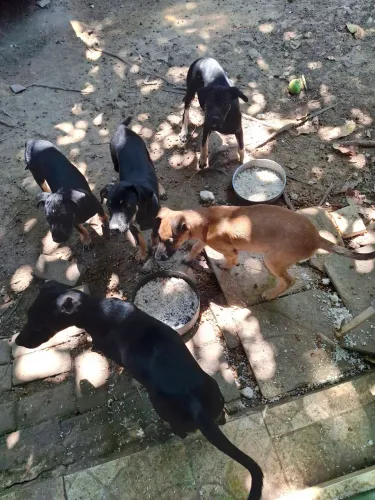 Doação responsável  de cachorros 