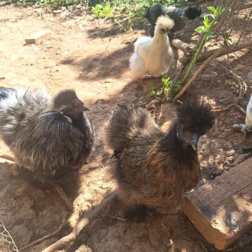 Galinha Silky Sedosa Exótica Aves Raras Ornamentais