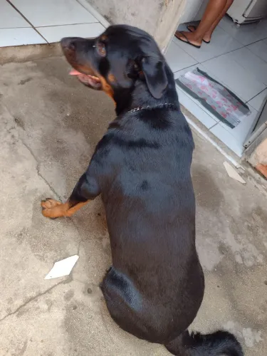 vendo Rotwailler macho de 10 meses