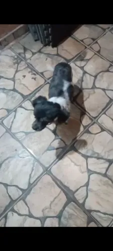 Doação Responsável de um Amiguinho