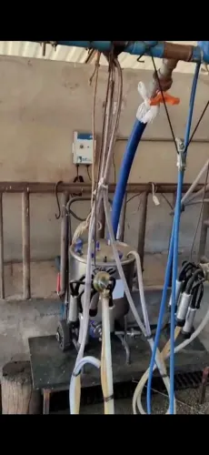 Ordenha de leite balde ao pé com transferidor 
