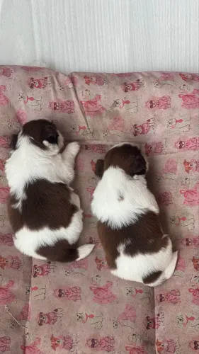 Cachorro shih tzu