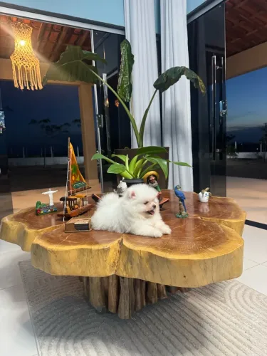 Lulu da Pomerania fêmea-mini - importada