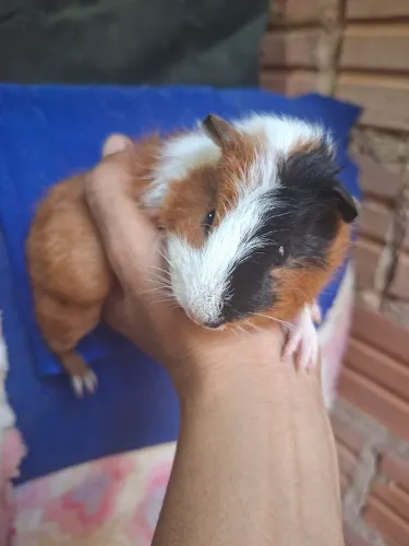 Porquinho da Índia