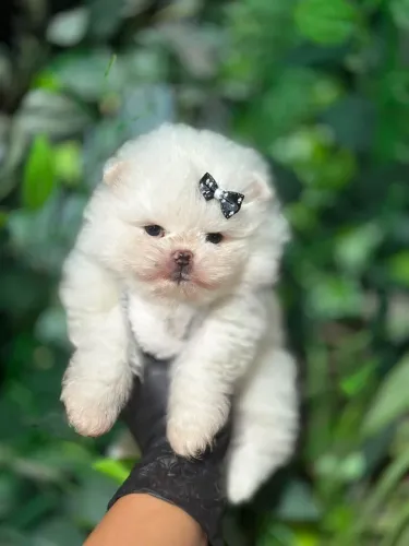 LULU DA POMERÂNIA URSINHO!!!
