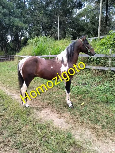 Cobertura cavalo pampa homozigoto registrado!!!