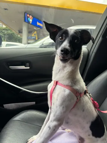 Doação de Cachorro Fêmea