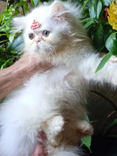 Gata persa fêmea com 60 dias branca neve pai e mãe rasa pura