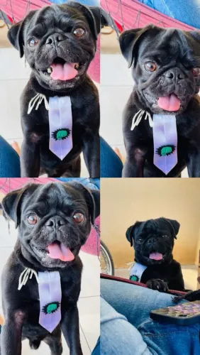Pug macho a procura de uma namorada 