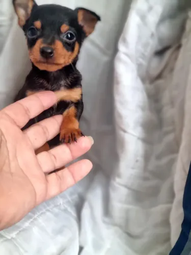 Pinscher zerinhos entrego hoje