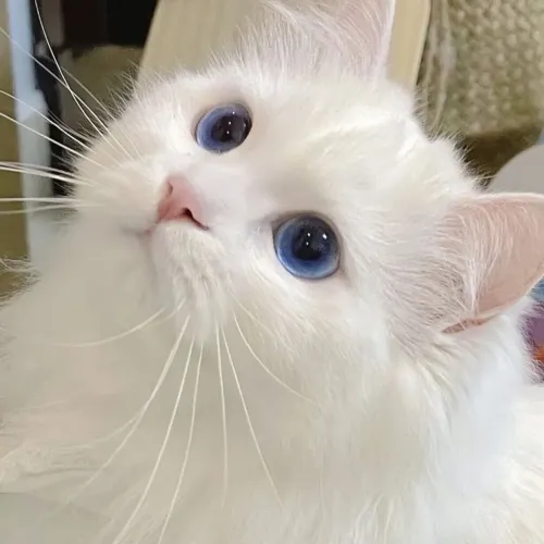 Macho Ragdoll