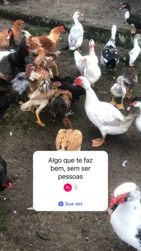 Galinhas e galos a venda 