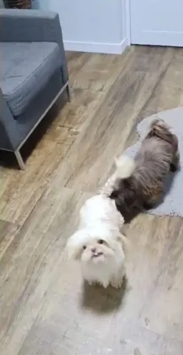Jovem casal shih Tzu