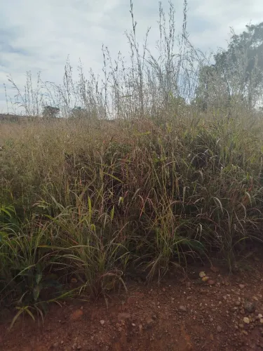Colinas do Sul Goiás 