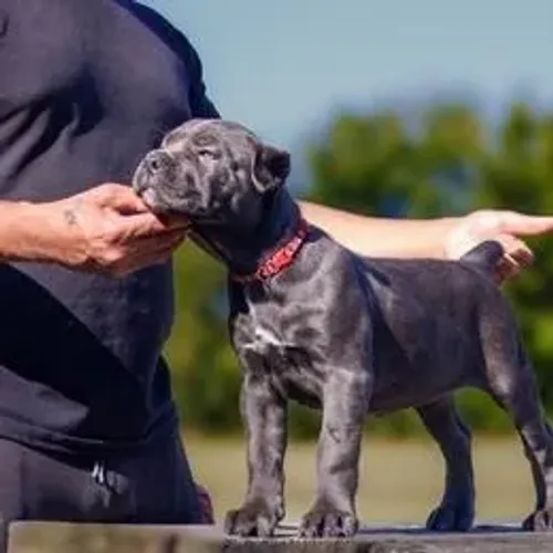 Cane Corso,Cane Corso Filhote Muito Amoroso e Dócil
