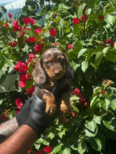 Daschund pelo curto | Filhote com beleza pura