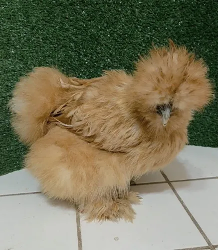 Galinha Raça Sedosa do Japão