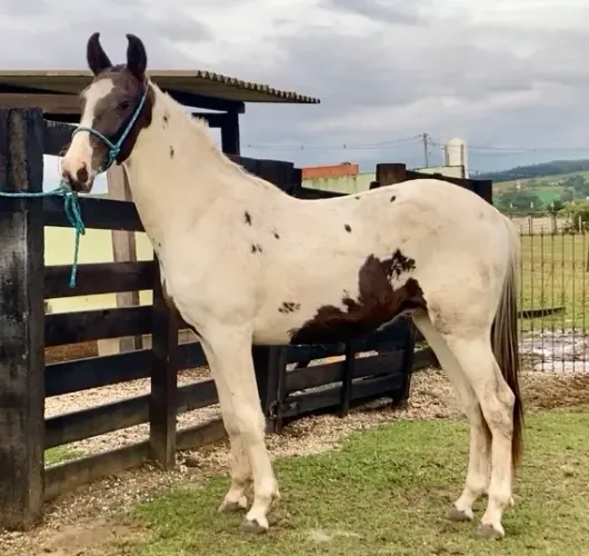 Potro Mangalarga Marchador Pampa Homozigoto 