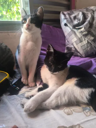 Doação de gatos