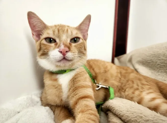 Doação gato