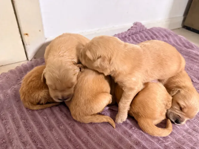 Filhotes de Golden Retrivier