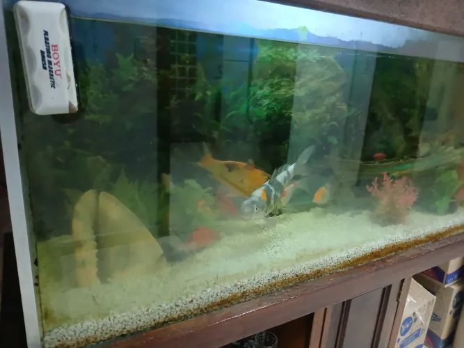 Aquario novo e completo