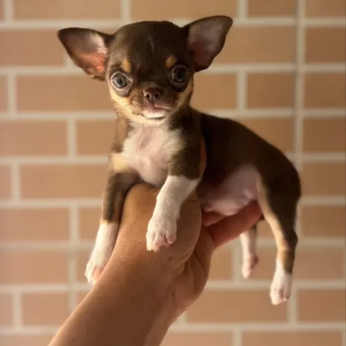 Chihuahua