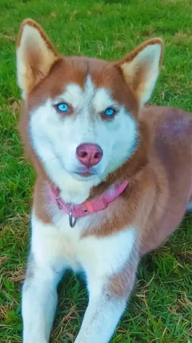 Filhotes de husky siberiano 