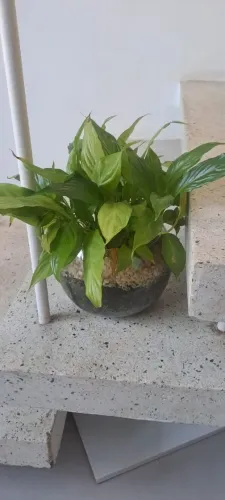 Mudas plantas