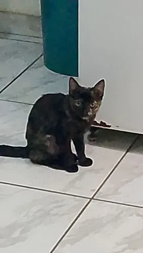 Adoção