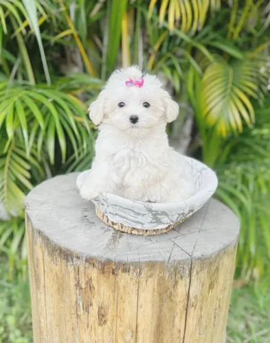 Maltês femea pequenina pedigree