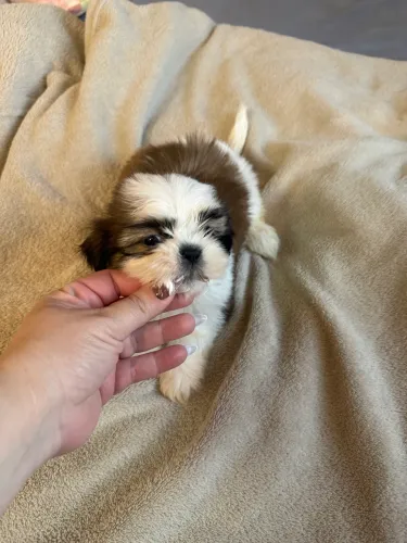 Vende se filhotes de mini shitzu puro