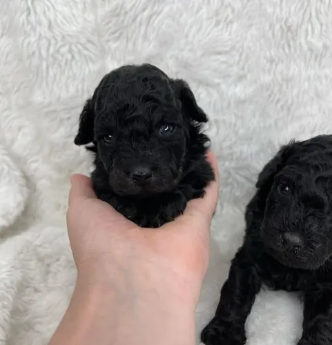 Filhote de poodle legítimos (Macho)