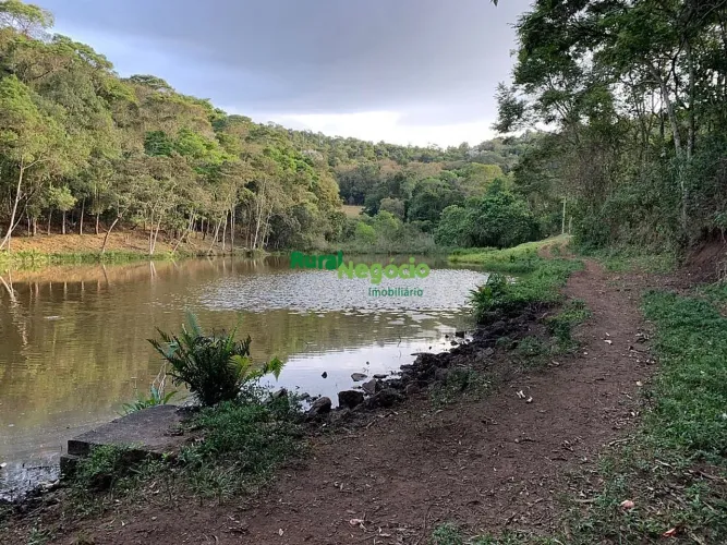 FAZENDA COM PLANTAÇÃO DE EUCALIPTOS EM BRAZÓPOLIS-MG