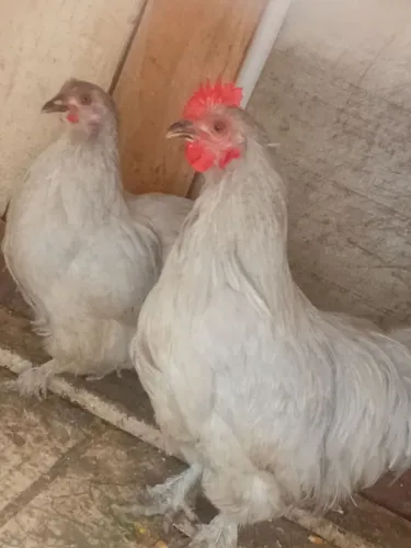 Galinhas mini cochim 