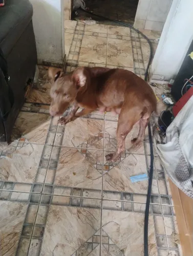 Filhotes de Pittbull