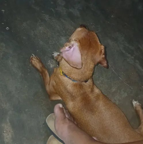 Cachorra 