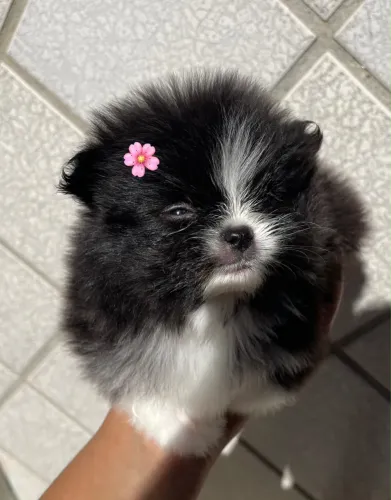 Fêmea de lulu da Pomerania