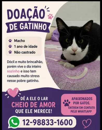 Gato macho doação