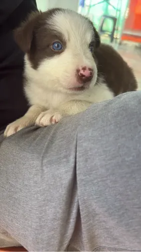 Border collie macho