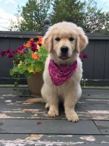 Golden Retriever O filhote ideal para quem busca um amigo fiel