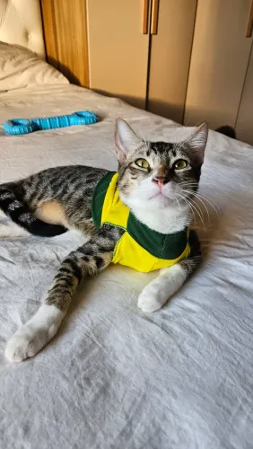 Gatinho machinho amoroso