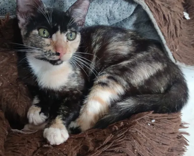 Gata 