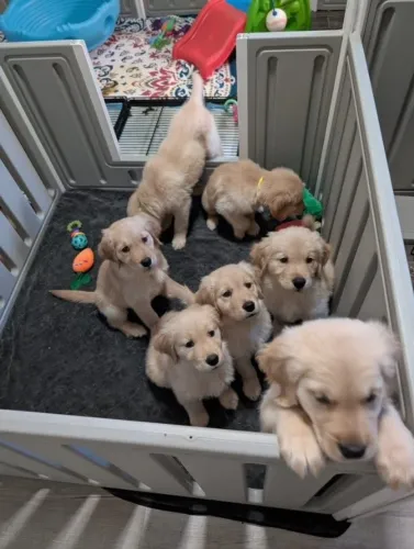 Filhotes de Golden Retriever | Docinho de quatro patas.
